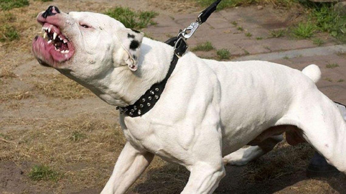 Perros peligrosos en Salta: Impulsan una norma para capacitar a sus dueños y elevar las sanciones hasta 45 días de arresto