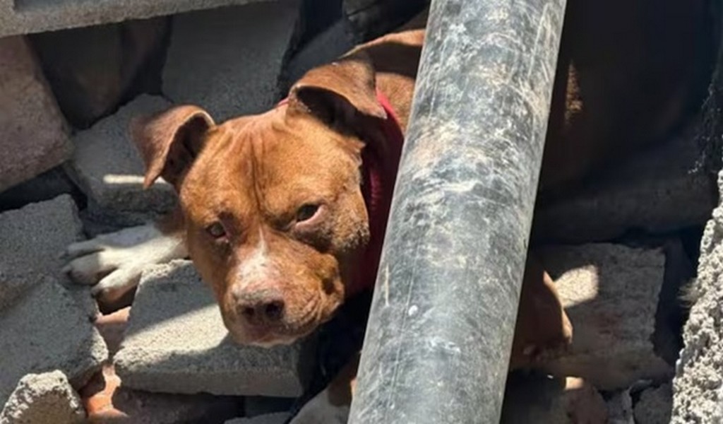 Un hombre sufrió el desprendimiento de una oreja tras ser atacado por un pitbull en Villa Floresta