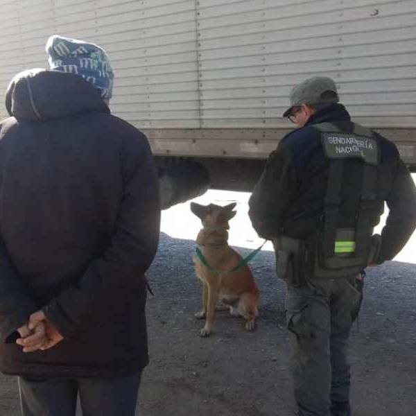 El Can antinarcóticos de Gendarmería llamado Minos detectó en Salta 40 kilos de pasta base escondicos en un camión