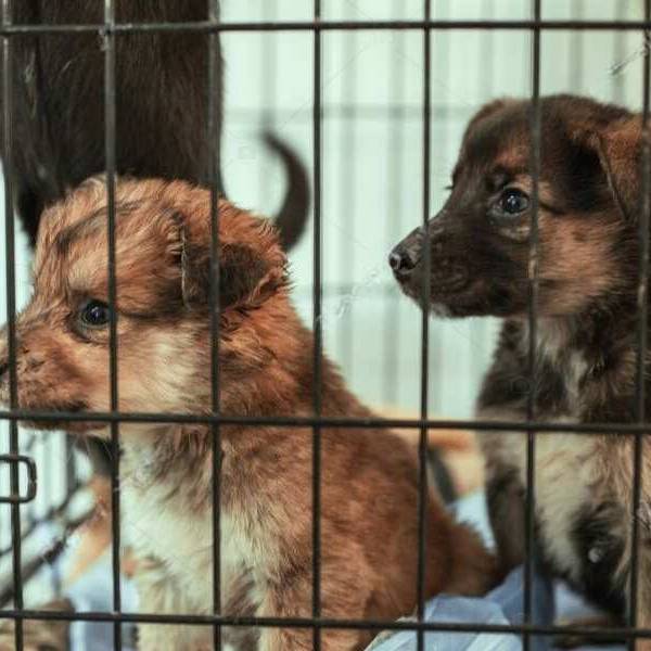 El drama del tráfico de mascotas en la frontera: Cachorros enfermos y sin vacunar llegan a Salta desde Bolivia