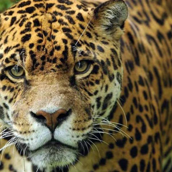 Salta es la provincia argentina con mayor diversidad de fauna: De 161 especies, 27 están amenazadas