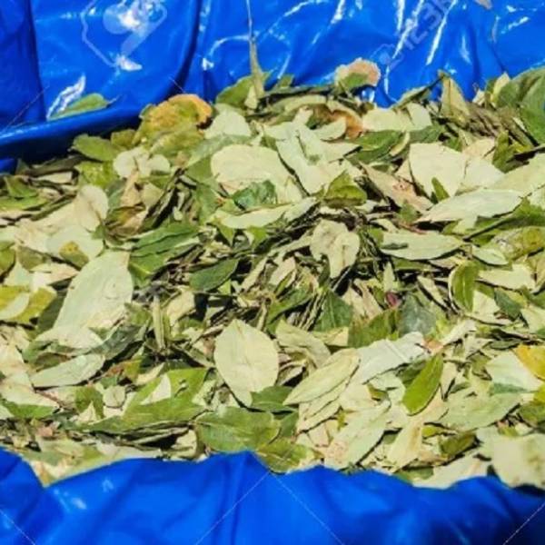 El coqueo en crisis: Por el  precio elevado el salteño prefiere comprar  hojas de coca de menor calidad