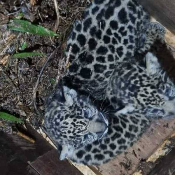 En Misiones la Justicia investiga la desaparición de dos crías de yaguareté que habían sido liberadas en una reserva natural: 