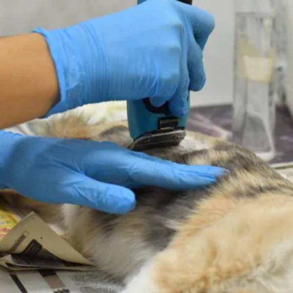 La próxima semana habrá castración de mascotas en 25 de Mayo, Progreso, Lamadrid y La Loma