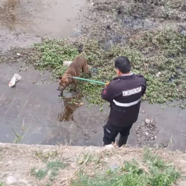 Rápido accionar del personal municipal: Rescataron a un perro atrapado en el canal Velarde