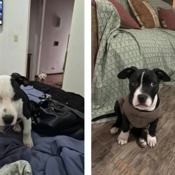 Tras ser rescatados de un criadero clandestino en barrio Mosconi diez pitbull ya fueron dados en adopción