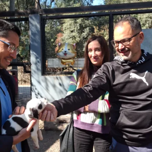 Con la campaña mundialista ya se lograron concretar nueve adopciones de perros