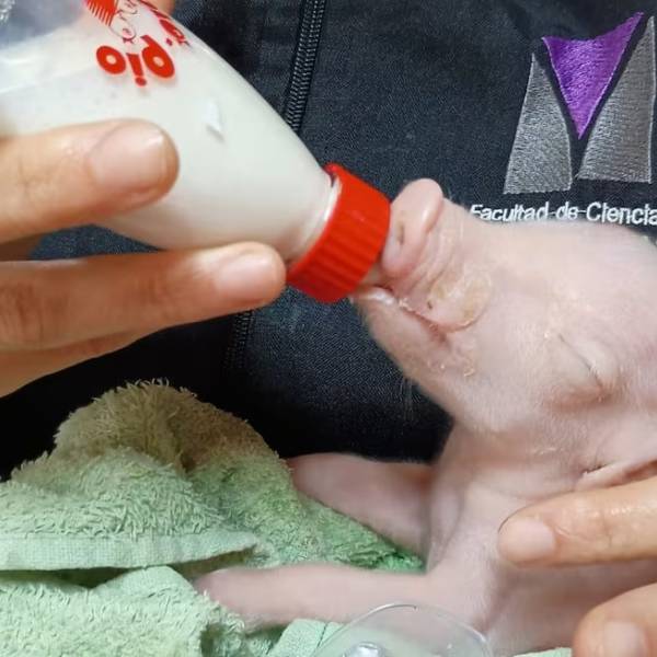 Nació en Argentina el primer cerdo clonado para experimentación de xenotrasplantes