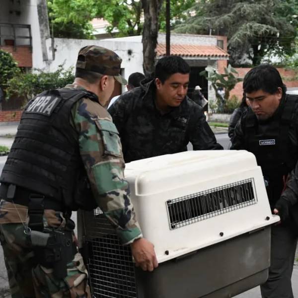 La Municipalidad de Salta rescató a un aguilucho taguató