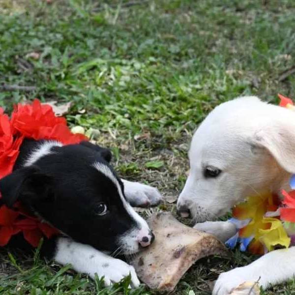 En el Día de los Enamorados, podés adoptár un amigo fiel: Te esperan este sábado en Gral. Güemes 68