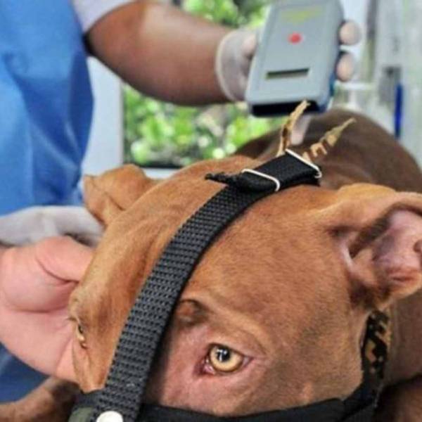En la ciudad de Salta será obligatorio la identificación con microchips de los perros considerados potencialmente peligrosos