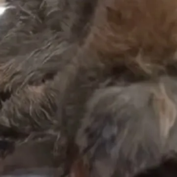 En Rosario de Lerma Imputan a la dueña de un perro por abandono y maltrato animal: Podría ser condenada a prisión