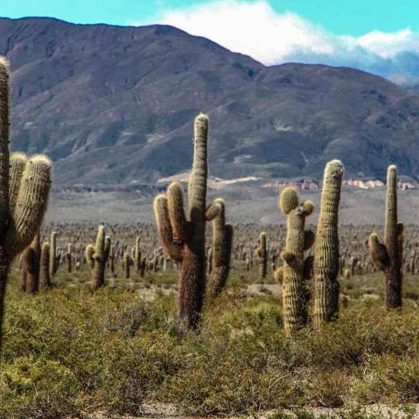 El drama del Parque Nacional Los Cardones: Estiman que más de 4.500 animales mueren atropellados anualmente en la ruta