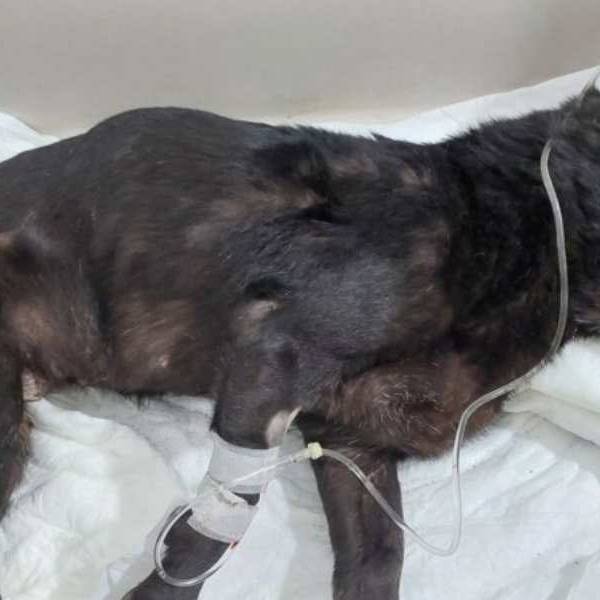 Alerta en Salta por los múltiples casos de crueldad animal: La sociedad salteña exige respuestas a la Justicia