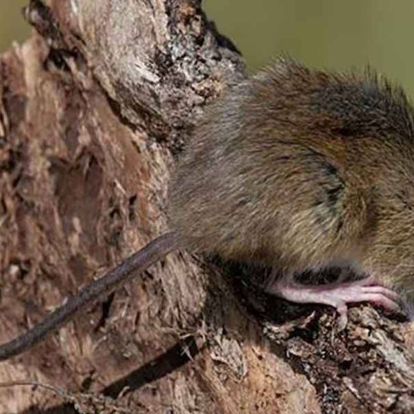 8 especies de roedores silvestres pueden transmitir el hantavirus en Argentina: Varias de ellas se encuentran en el norte del país