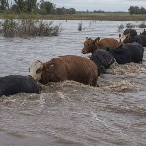 Preocupación en el sector ganadero: El Niño pone en riesgo al ganado y podría subir el precio de la carne