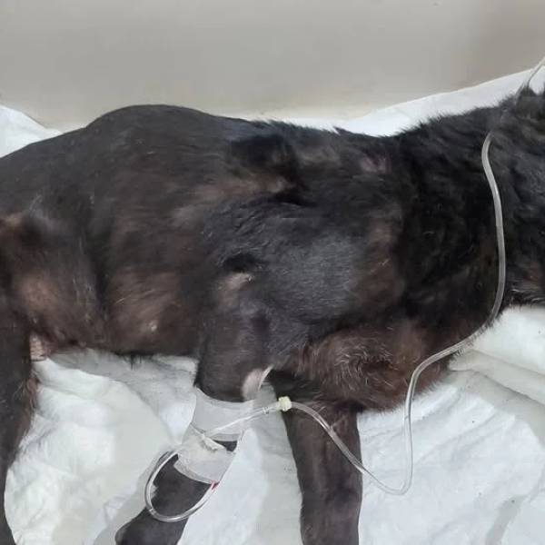 Sigue la Conmoción e indignación en Salta por la muerte de Negrita tras sufrir severos maltratos