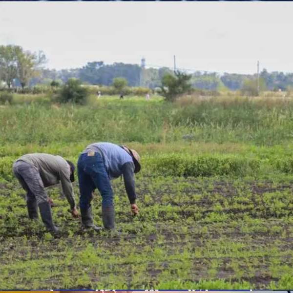 Agricultura familiar en crisis: Casi el 70% de los hogares campesinos en Argentina son pobres