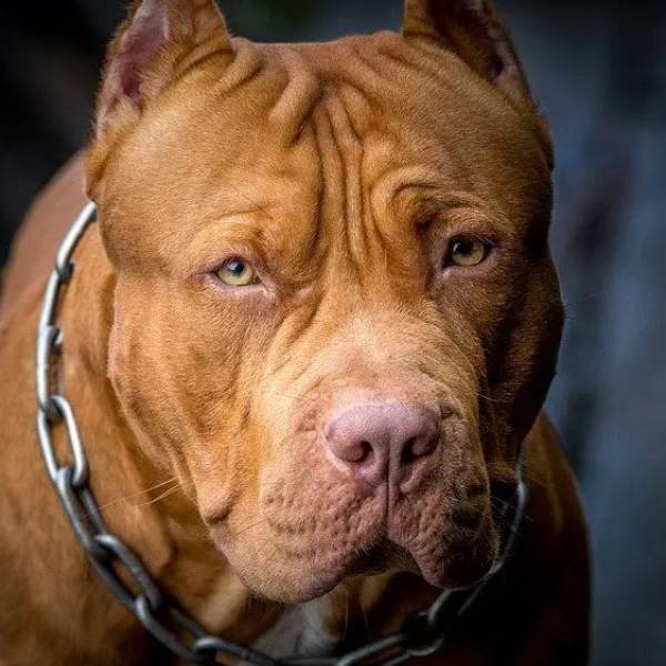 El Concejo Deliberante aprobó el proyecto: En la Ciudad de Salta colocarán chips de seguimiento a perros potencialmente peligrosos