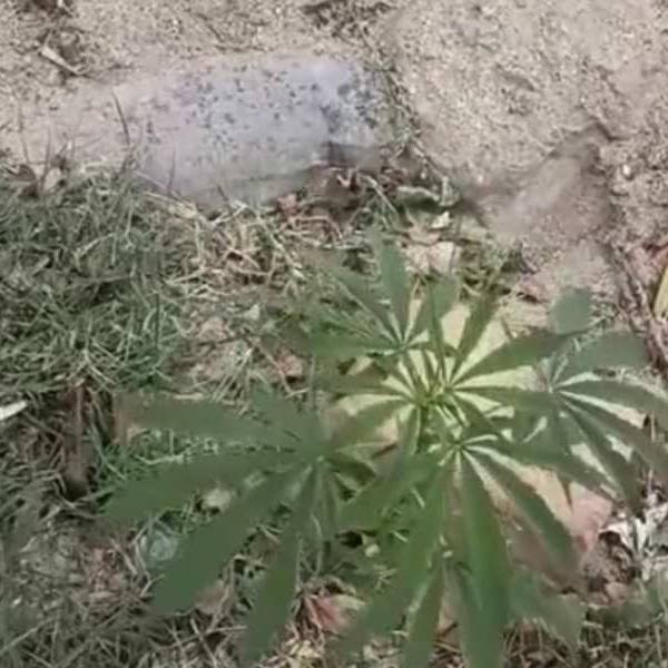 ¿Crecían solas? Sorpresa en Cafayate por el hallazgo de plantas de marihuana creciendo en una vereda