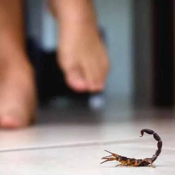 Hasta mediados de octubre se notificaron 403 picaduras de alacranes en la provincia de Salta