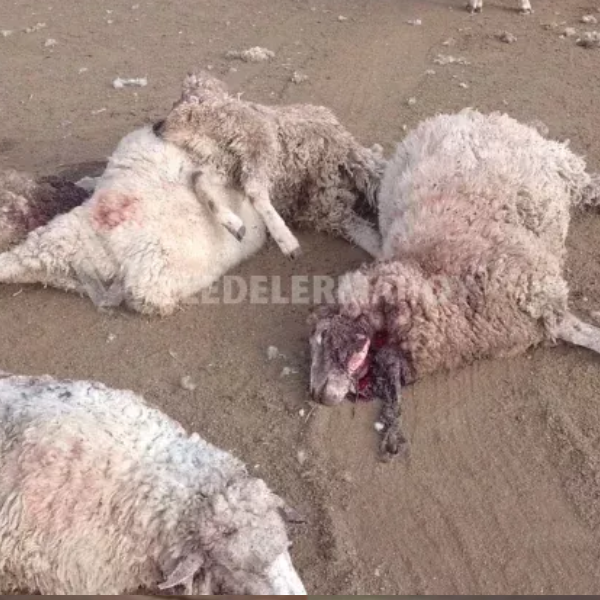 Productores de Guachipas denuncian que sus ovejas y cabras son asesinadas por perros: 