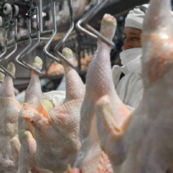 El mayor frigorífico avícola de Argentina quedó al borde del cierre por la importación de pollo brasileño