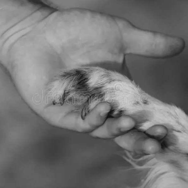 No lo dejó solo: Hallaron muerto a un hombre en Salta y su perro jamás se movió de su lado