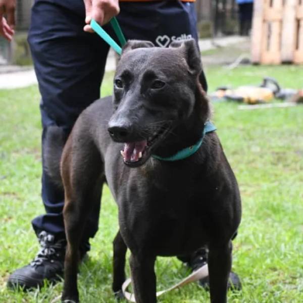 30 perritos buscan familia: Podés conocerlos en el Centro de Adopciones Nicolás Mansilla