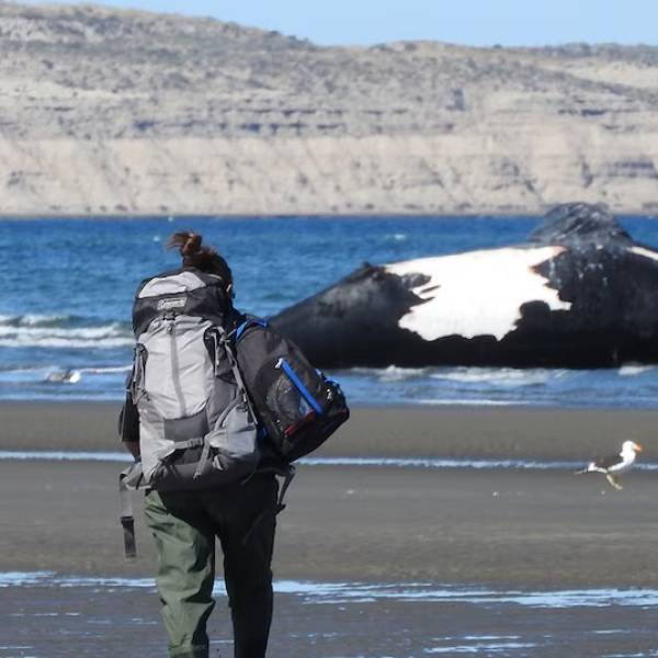 Hallan varías ballenas muertas en una semana en Puerto Madryn: Aún se desconcen las causas de sus fallecimientos
