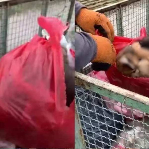 Imputaron por maltrato animal a un hombre de Rosario de Lerma por la muerte de cinco perritos