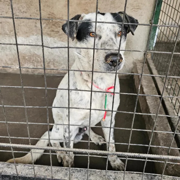 El municipio logró  rescatar a 33 perros extraviados durante la fiesta del Milagro. Buscan a sus dueños