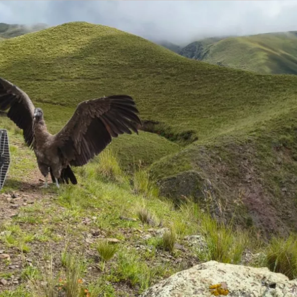 Puriq  y Kuntur vuelan de nuevo a casa: Dos cóndores andinos fueron liberados en Piedra del Molino, en Cachi