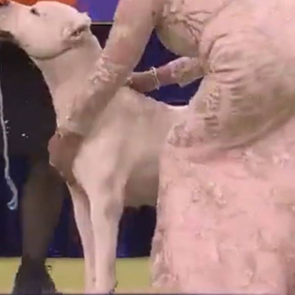 Un Dogo Argentino hizo historia: “Toky” ganó el certamen internacional de perros más prestigioso del mundo