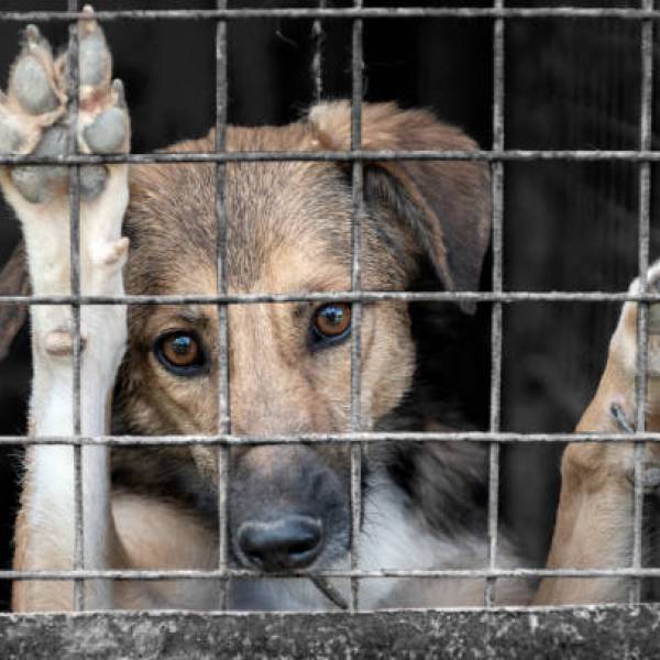 En Salta la Cámara de Diputados avanza en el proyecto para crear un registro de maltratadores  de animales