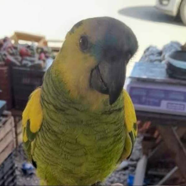 “Es parte de nuestra familia”: Buscan desesperadamente a “Piojito”, un loro robado en la feria de Solidaridad