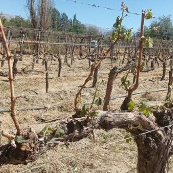 Valles Calchaquíes: Una helada devastó cultivos de vid y dejó a productores con pérdidas totales