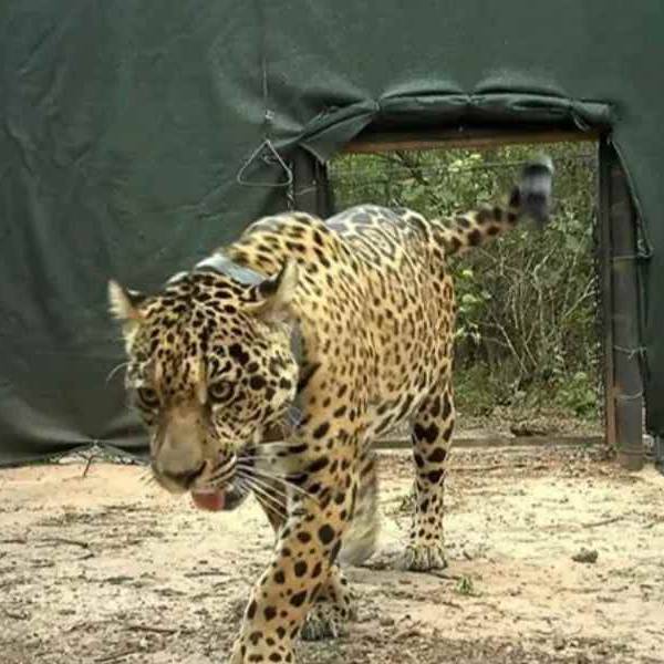 Preocupa la desaparición de Acaí, una yaguareté que había sido liberada hace pocas semanas en el Parque Nacional El Impenetrable (Chaco)
