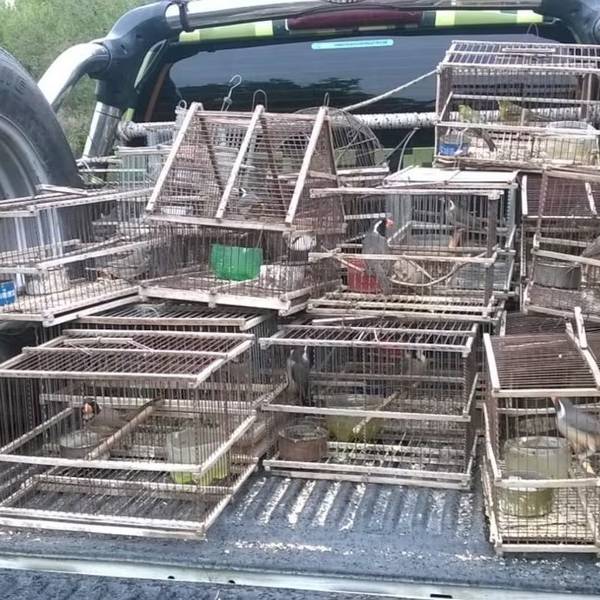 Crueldad animal: en Mendoza organizan peleas con una de las especies de aves más traficadas de la Argentina