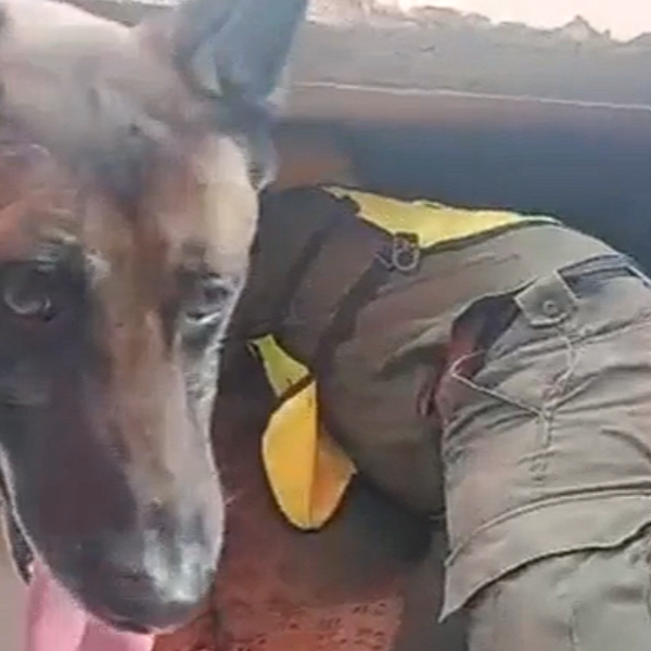 Terremoto en Venezuela: Un perro de rescate argentino fue clave para encontrar con vida a dos nenes bajo los escombros