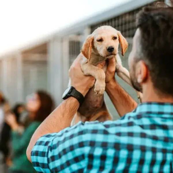 La Justicia salteña ordenó el pago de una cuota alimentaria para un perro tras la separación de sus dueños