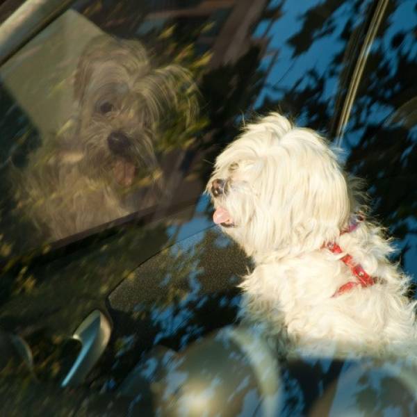Concejales de la Ciudad de Salta aprobaron mayores sanciones para quienes abandonen o maltraten animales