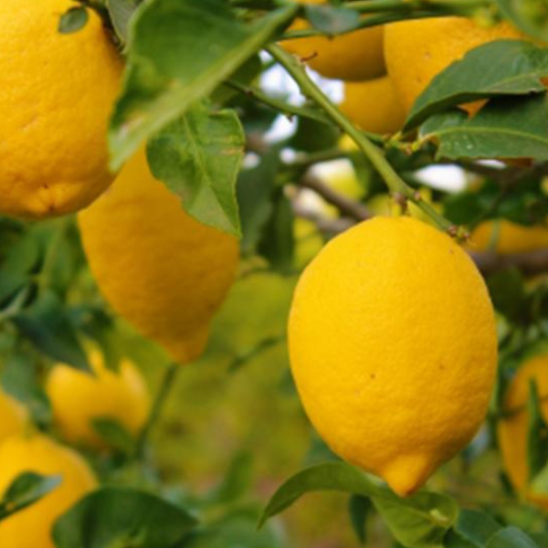 En Orán interceptaron un camión con más de 4 toneladas de limones y los conductores no supieron explicar de dónde eran