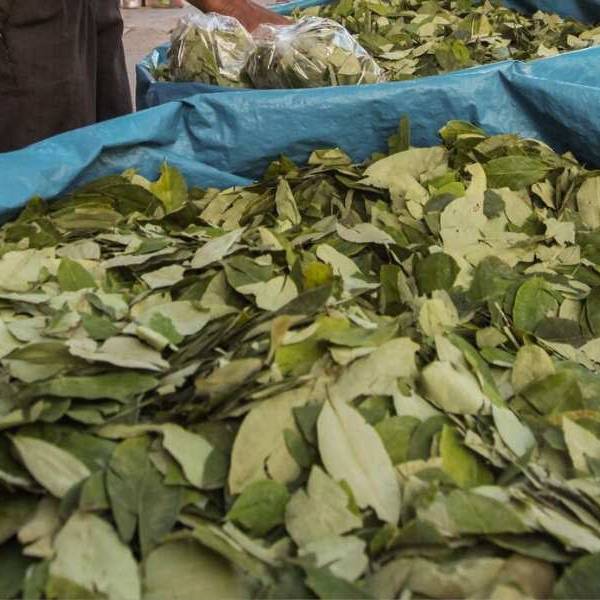 Los conflictos en Bolivia comenzaron a impactar en los precios de la hoja de coca: 