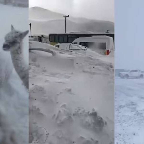 Un temporal histórico azota a Catamarca: temperaturas de -27 °C, animales bajo la nieve y un grupo de mineros que quedó varado