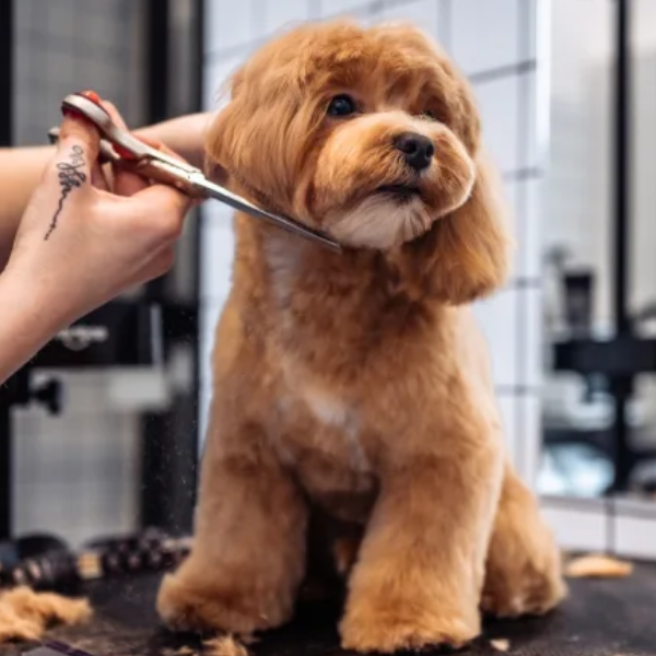Las capacitaciones se realizarán en los Barrios Sanidad y Palermo I: Aprendé gratis todo sobre ‘Peluquería canina’