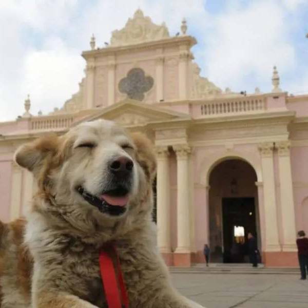 Llamado a la responsabilidad: Recomiendan a los peregrinos dejar a los perros en casa durante el Tiempo del Milagro