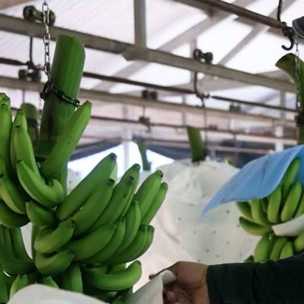 Sin el apoyo de La Libertad Avanza la Cámara de diputados de Salta aprobó un proyecto que protege la producción de la banana