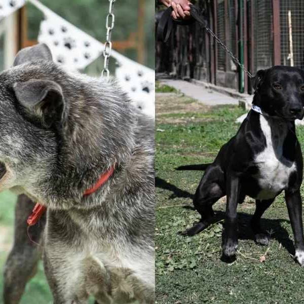 Este domingo adoptá un amigo en la nueva edición de la Medio Maratón New Balance
