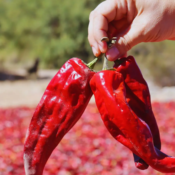 El pimentón de los Valles Calchaquíes atraviesa una profunda crisis por los altos costos de producción y podría desaparecer